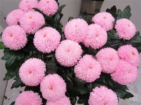 Chr G Superbowl Sweet Rose