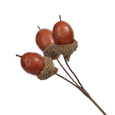 Acorns/wire 2.5cm x36