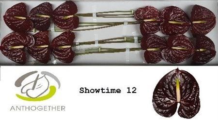 Anth A Showtime 12