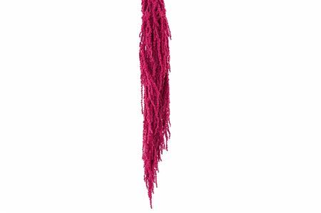 Pres Amaranthus Caud Cerise Bunch