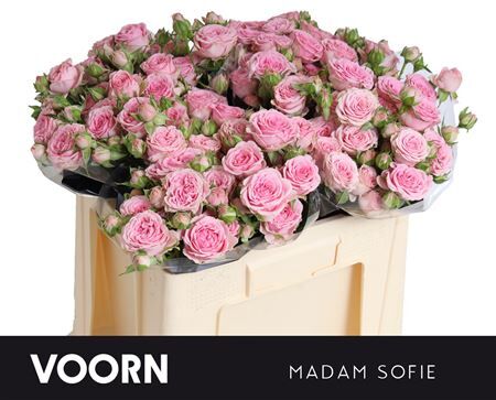 R Tr Madam Sofie 50cm
