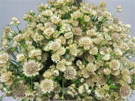 Astrantia Billion Sweet Zalm