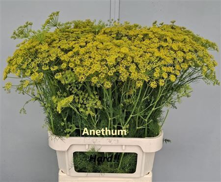 Anet Graveolens