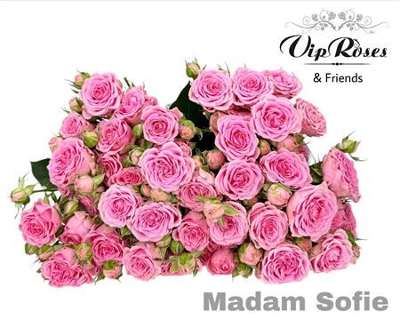 R Tr Madam Sofie