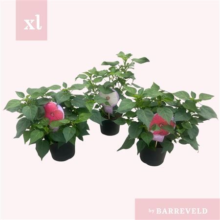 Hibiscus Xxl Mixtray