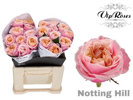 R Gr Notting Hill