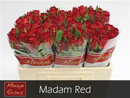 R Gr Madam Red