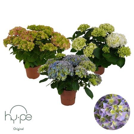 Hydr Macr Mophead Gemengd 7+
