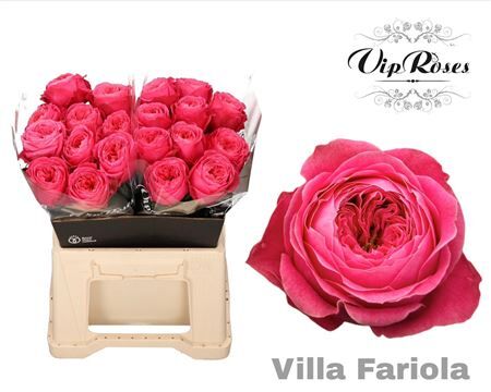 R Gr Villa Fariola