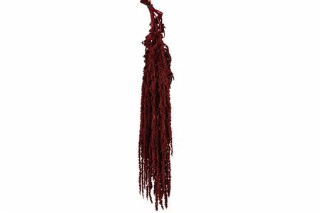 Pres Amaranthus Caud Bordeaux Bunch
