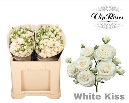 R Tr White Kiss+