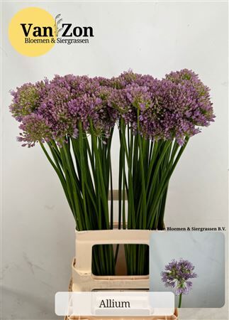 Allium Senescens