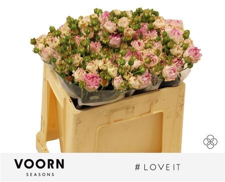 R Tr Love It 50 Cm