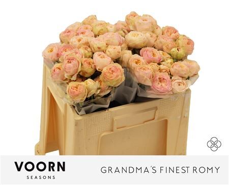 R Tr Grandma F Romy 50 Cm