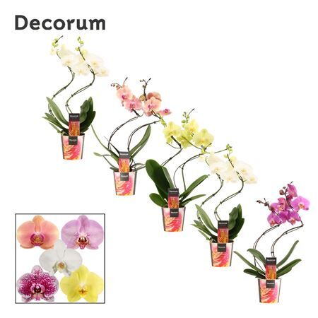 Phal Hurricane Gemengd 2 Tak