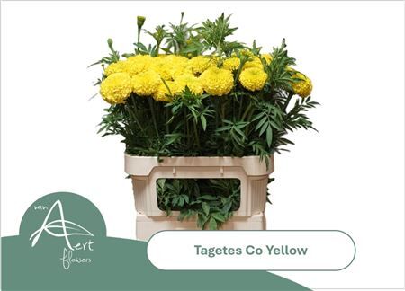 Tage E Co Yellow