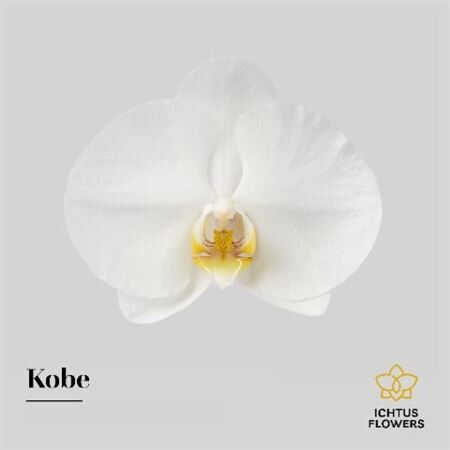 Phal Kobe Bloem 25 Bloemen
