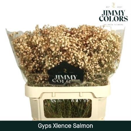 Gyps Grof Salmon (dip)