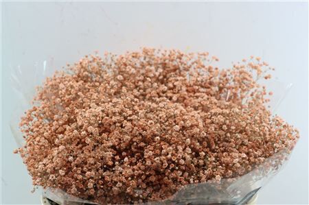 Gyps Grof Salmon (dip)