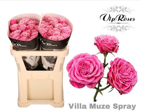 R Tr Villa Muze