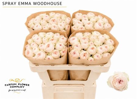 Rosa Spray Garden Emma Woodhouse