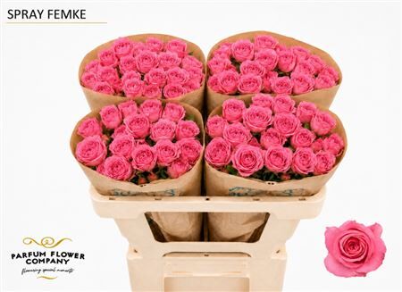 Rosa Spray Femke
