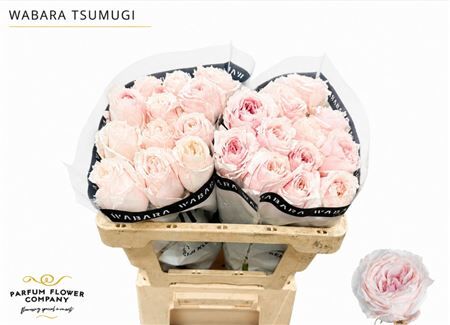 Rosa A Wabara Tsumugi