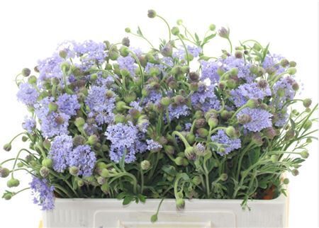 Didiscus Blauw