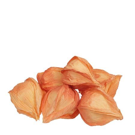 Deco Physalis 5cm x24