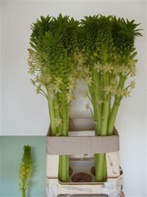 Eucomis P-e Goliath