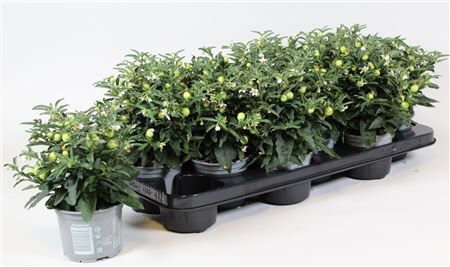 Solanum Pseudocapsicum