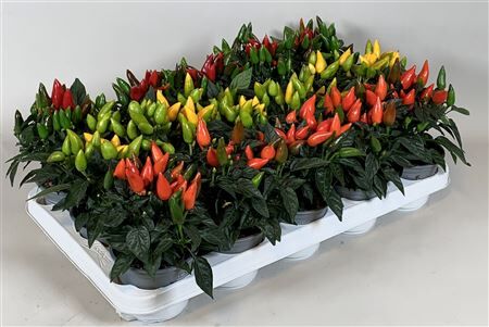 Capsicum An Gemengd Salsa