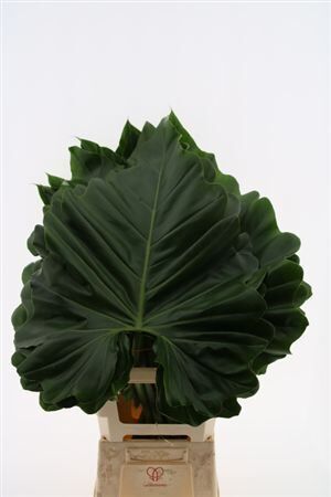 Anth Elephant Ear Xl Sg