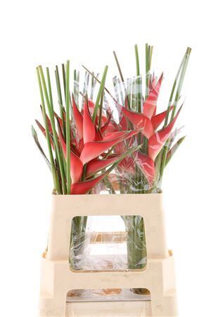 Hel Caribea Stricta 70cm