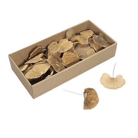 Champignons/fil x40
