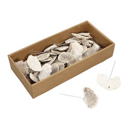Champignons/fil x40