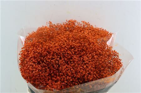 Gyps Grof Orange (dip)