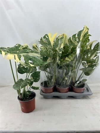 Monstera Thai Constellation