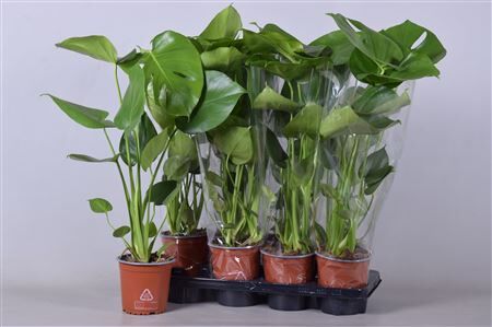 Monstera Deliciosa
