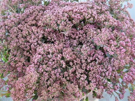 Sedum Rose