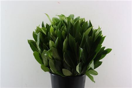 Laurier 55 Cm Per Stem