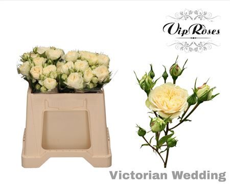 R Tr Victor Wedding+