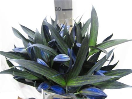 Li Or G Blauw