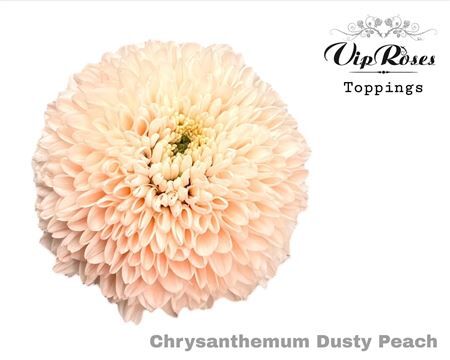 Chr G Dusty Peach