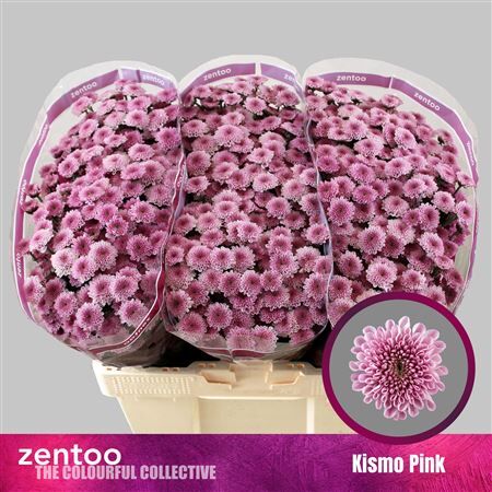 Chr S Kismo Pink
