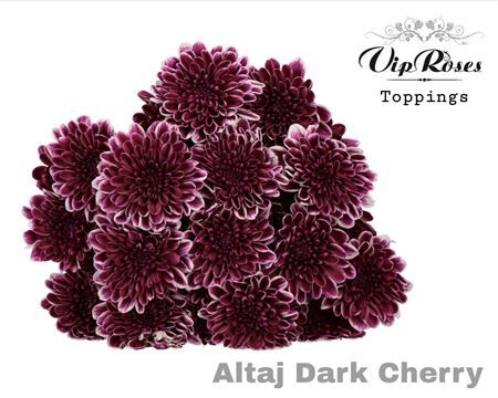 Chr T Altaj Dark Cherry