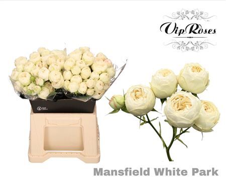 R Tr Mansfield White Park X20