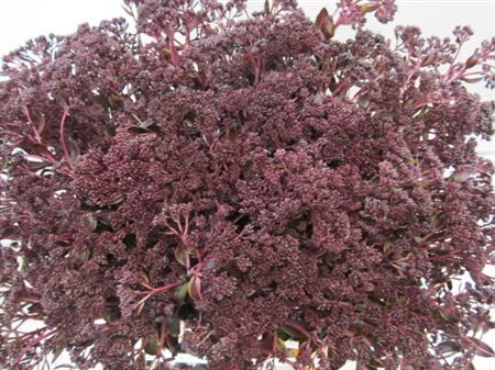 Sedum Aubergine