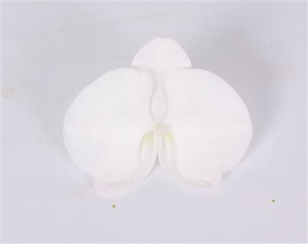 Phal White Lips Bloem 25 Bloemen