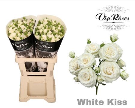 R Tr White Kiss+